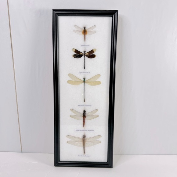 Vintage Other - 5 Dragonfly Entomology Insect Taxidermy Display Cotton Backed Wood Frame 6”x15”